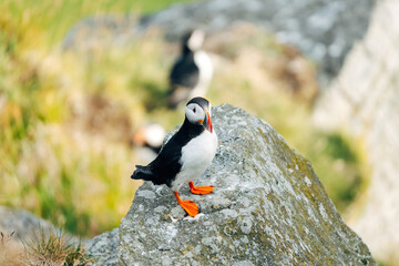 Puffins on the Coast