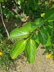 A close-up of persimmon leaves.