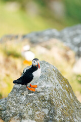 Puffins on the Coast