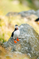 Puffins on the Coast