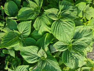 This is a close-up of a perilla leaf.
