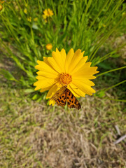 Golden-Wave flower on nature background