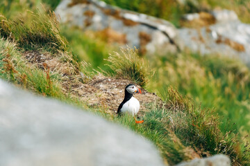 Puffins on the Coast