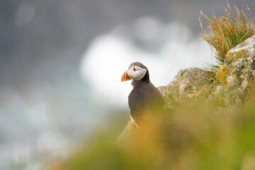 Puffins on the Coast