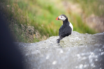 Puffins on the Coast