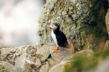 Puffins on the Coast