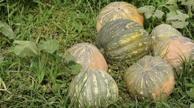 Cucurbita argyrosperma, green pumpkin, Buttercup squash - green sweet pumpkin in the garden, farm. Pumpkin plant the garden, Pumpkin young fruit and beautiful yellow pumpkin flowers.