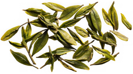 Loose Leaf Green Tea