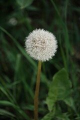 lonely dandelion with a round white fluffy ball, against the background of dark green grass