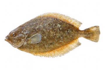 Flatfish Close-Up