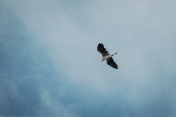 Fliegender Fischreiher am blauen Himmel, IJsselmeer, Niederland