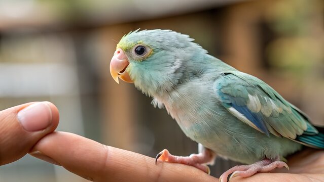 A macro shot of a tiny parrotlet perched gently on a human finger, highlighting its soft feathers and curious expression