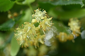 Bright yellow lime blossoms on a background of lush green foliage. Ideal for projects related to...