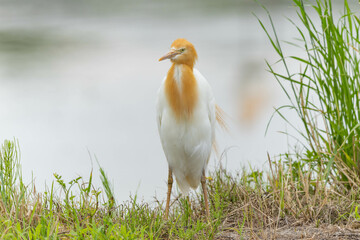 土手で仁王立ちしているアマサギ