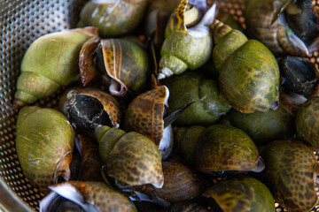 boiled conches on the table