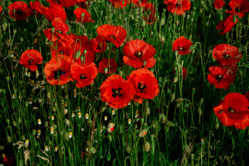 A breathtaking field of vibrant red poppies stretching into the distance, a true spectacle of nature. Perfect for serene landscapes, spring themes, or travel content.