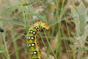 Oruga de polilla Hyles euphorbiae comiendo en el cesped, Bocairent, España
