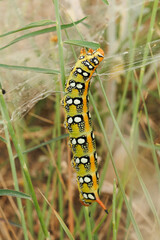 Oruga de polilla Hyles euphorbiae comiendo en el cesped, Bocairent, España
