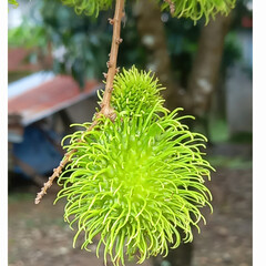close up of a rambutan