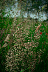 Close-up of tall, feathery grasses swaying gently in a field, showcasing natural textures and soft light. Perfect for rustic, environmental, or organic themes.