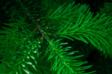 Bright green needles of a young fir tree reach towards the sky, showcasing its dense, healthy foliagesymbolizing and nature's vitality. Perfect for environmental, seasonal, or growth-themed content