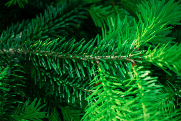 Bright green needles of a young fir tree reach towards the sky, showcasing its dense, healthy foliagesymbolizing and nature's vitality. Perfect for environmental, seasonal, or growth-themed content