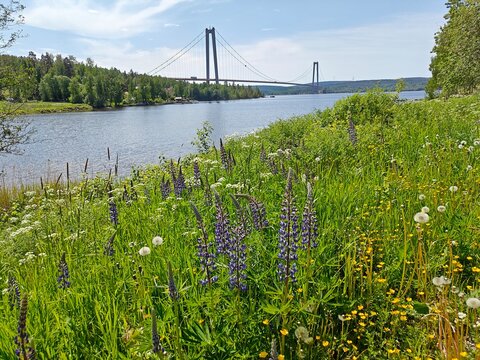 H&ouml;ga kusten (The High Coast) in northern Sweden. Suspension bridge spanning over a calm river viewed from a vibrant wildflower meadow with purple lupines, dandelions, and lush greenery on a summer day