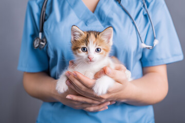caring woman veterinarian holding small cat kitten in blue uniform with stethoscope in clinical environment, animal patient care and medical support