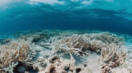 Obraz premium Bleached coral reef underwater scene showing environmental damage.