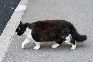 Obraz premium Cat strolls along a paved path in an urban setting during a sunny day