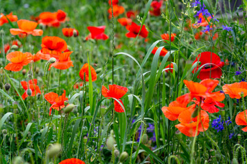 Vibrant red poppies bloom in a lush green meadow during a sunny day in early summer