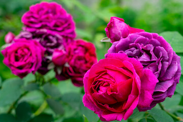 Vibrant roses bloom in a garden showcasing rich colors and delicate petals during early spring