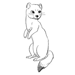 Cartoon illustration of an arctic ferret, drawn in a minimalist sketch style. Drawing for nature and animal concept visuals