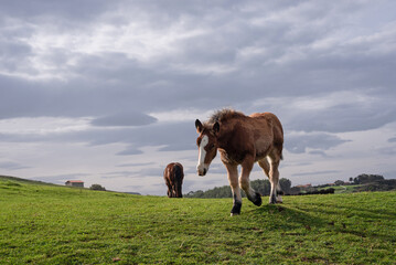 Horses grazing in the green Cantabrian meadows