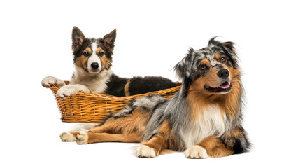Border collie and Australian shepherd lying down, isolated on white
