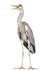 Grey Heron standing, beak opened, Ardea Cinerea, 5 years old, is