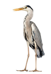 Grey Heron standing, beak opened, Ardea Cinerea, 5 years old, is