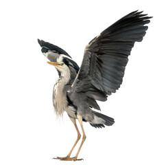 Grey Heron doing a mating dance, Ardea Cinerea, 5 years old, isolated on white