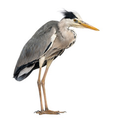 Grey Heron standing, Ardea Cinerea, 5 years old, isolated on whi