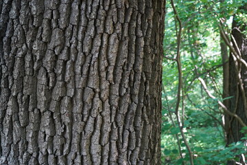 Teilaufnahme einer alten Stieleiche (Quercus robur) im Sommer