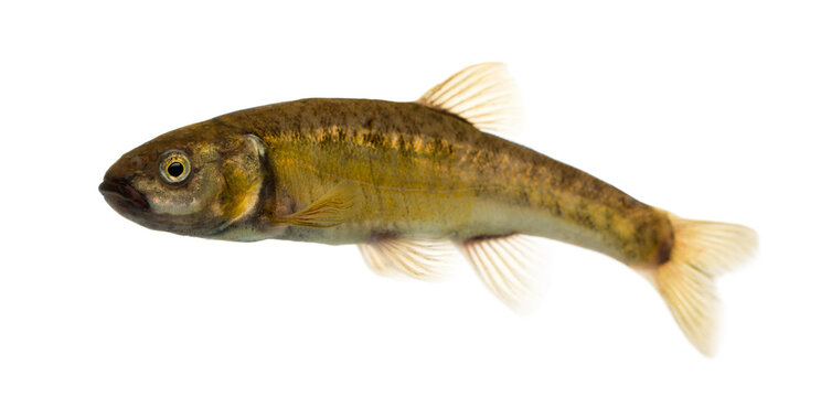 Side view of an Eurasian minnow, Phoxinus phoxinus, isolated on