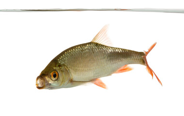 Side view of a Common roach swimming under water line, mouth ope