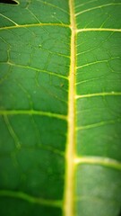 green leaf texture