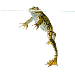 Edible Frog swimming at the surface of the water, Pelophylax kl. esculentus, isolated on white