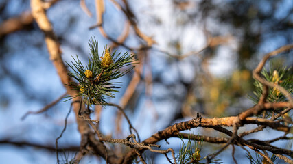 Young Pine Sprout on a Branch in Sunlight