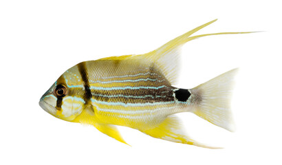 Side view of a Sailfin Snapper, Symphorichthys spilurus, isolate