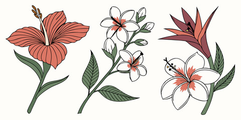 Tropical flower illustration design with hibiscus and plumeria flowers vector art graphic botanical drawing vector 