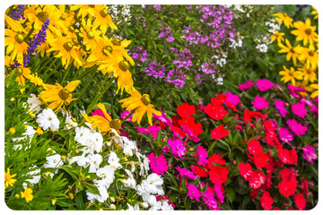 Massif fleuri