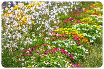 Parterre de fleurs 