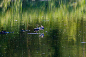 White Wagtail in Mid-Hunt Over Tranquil Waters